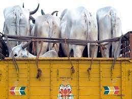 Cow Smuggling